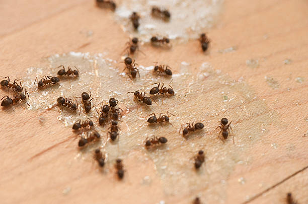 Best Pest Inspection Near Me  in Gladeville, TN