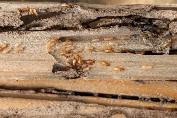Best Insect Control  in Gladeville, TN